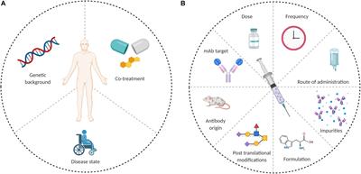 The Molecular Mechanisms That Underlie the Immune Biology of Anti-drug Antibody Formation Following Treatment With Monoclonal Antibodies